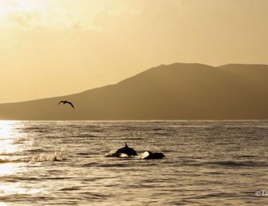 Sea Safaris Lanzarote,Whale & Dolphin Watching,Lanzarote