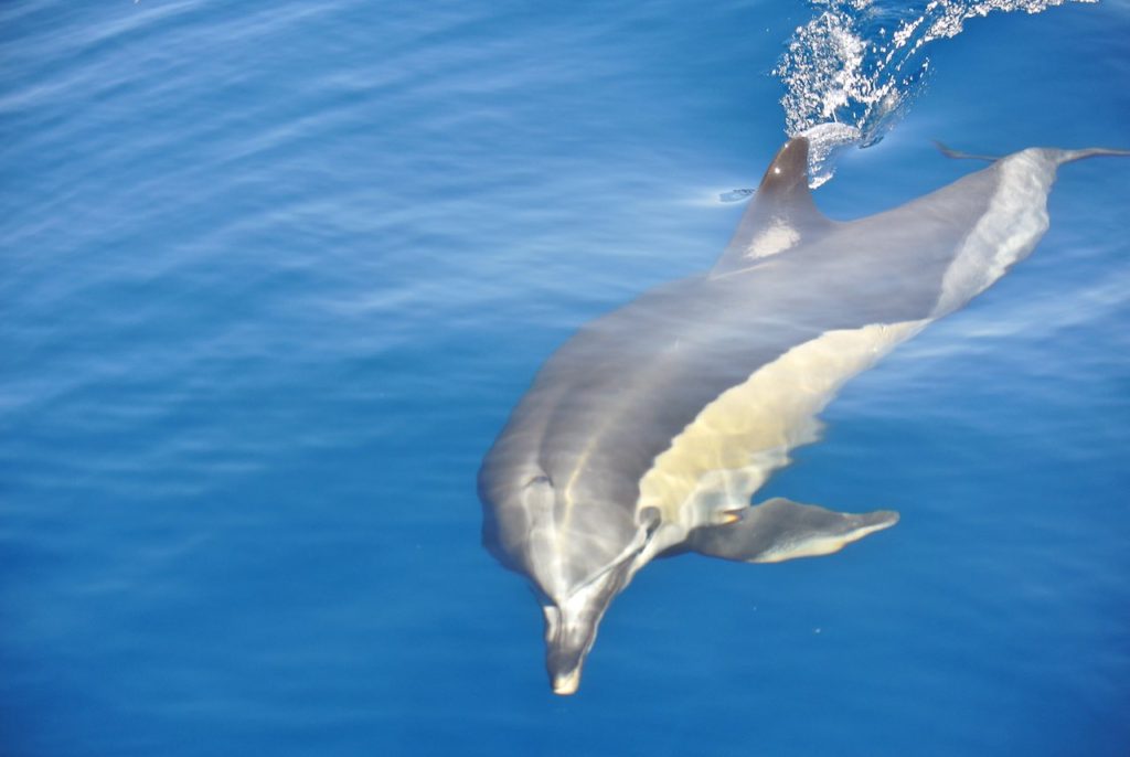 Common Dolphin - Lanzarote Sea Safaris
