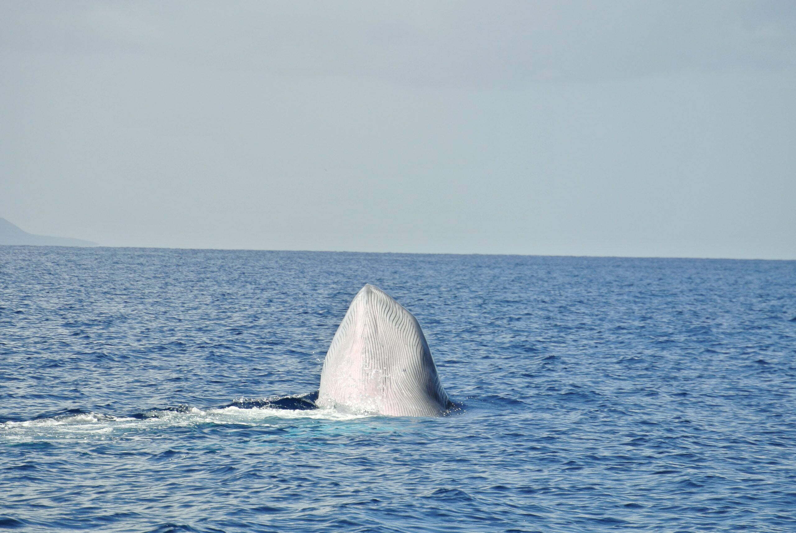 Brydes Whale Spy Hopping - Lanzarote